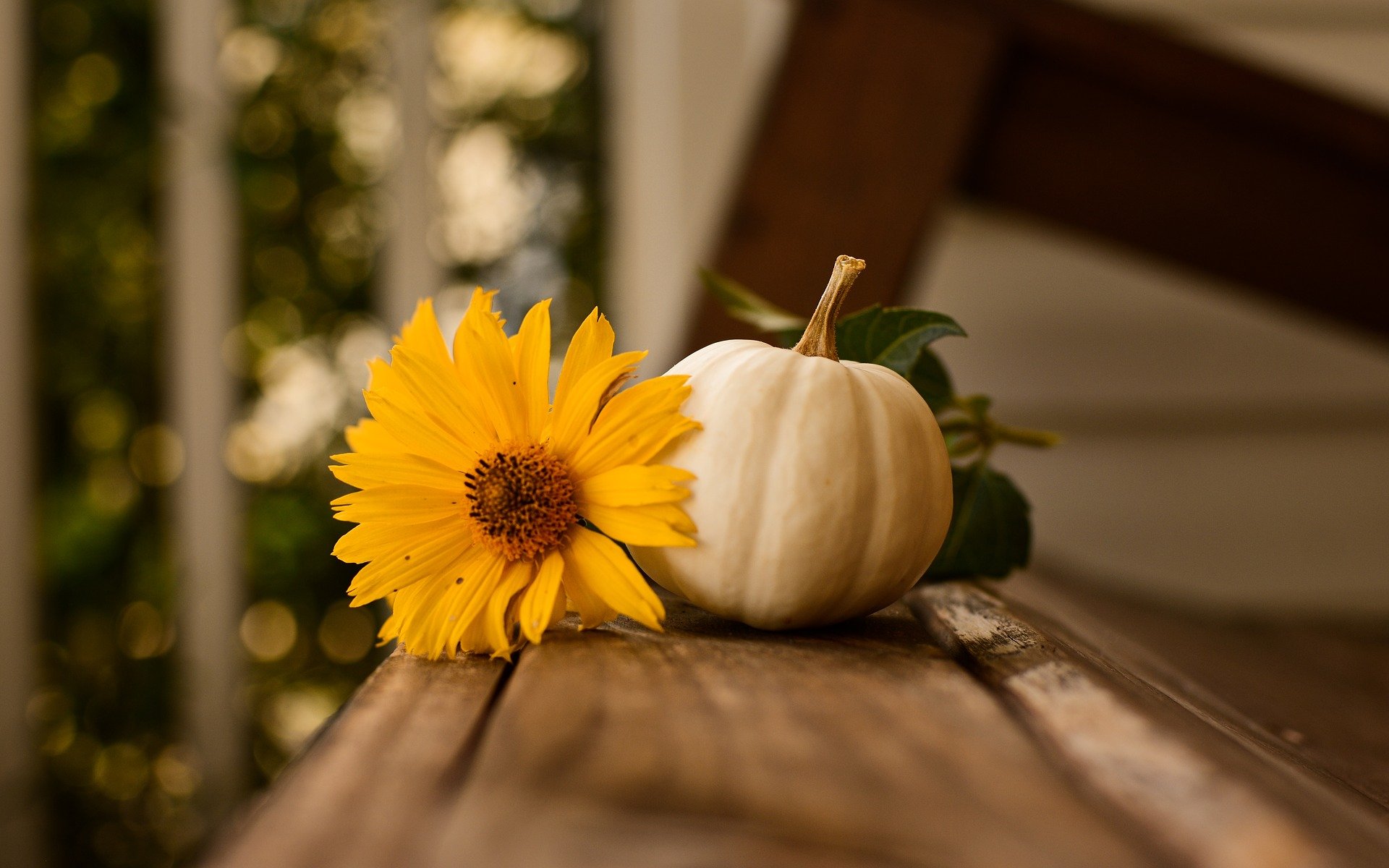 image of pumpkin